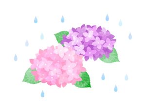 あじさいの花と雨